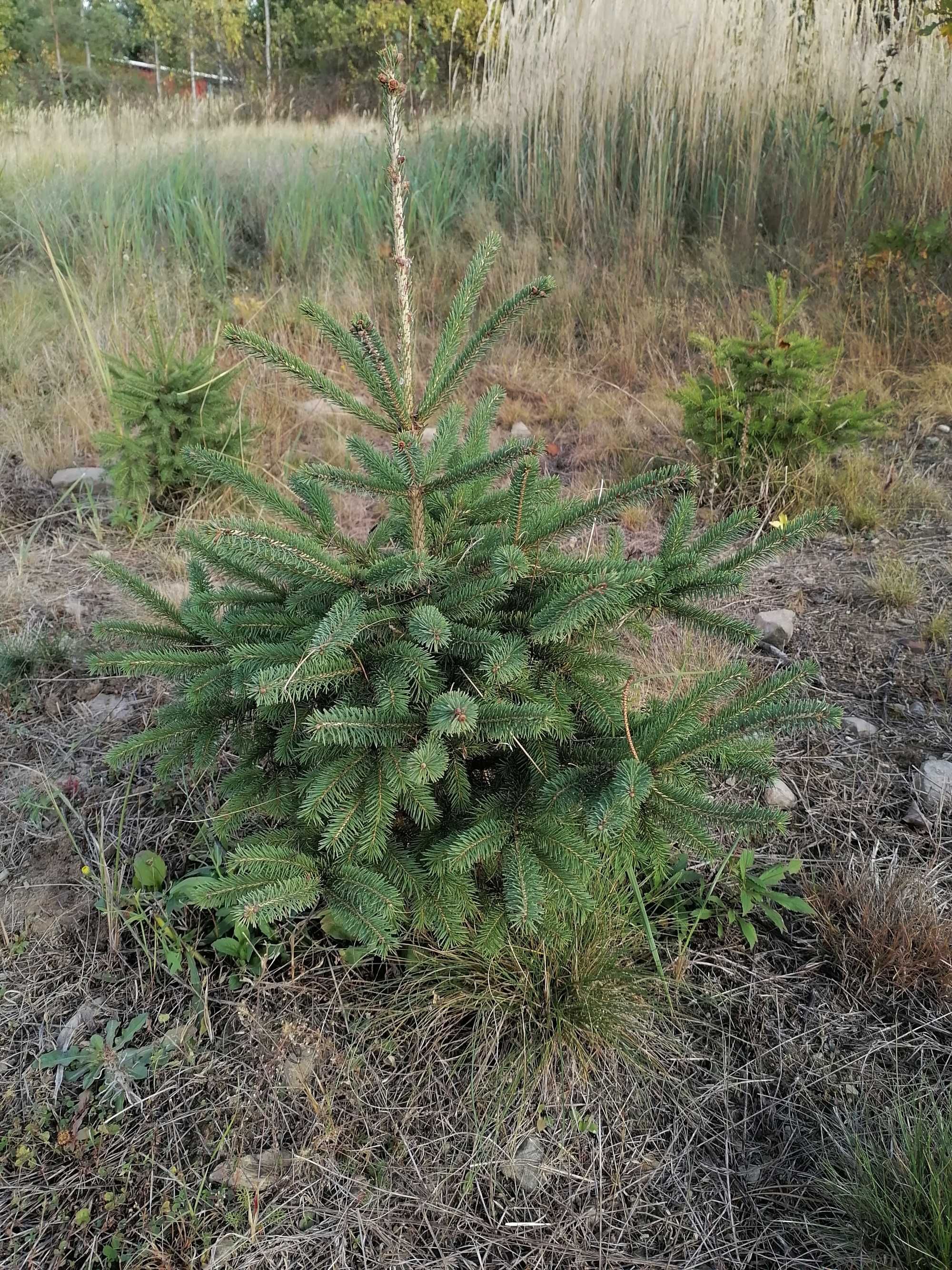 Świerk.Choinki z gruntu.Szkółkowane.Picea amorika,srebrny,pospolity