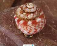 Equipas de limpeza para aquário de Recife ( ermitas, nassarius )