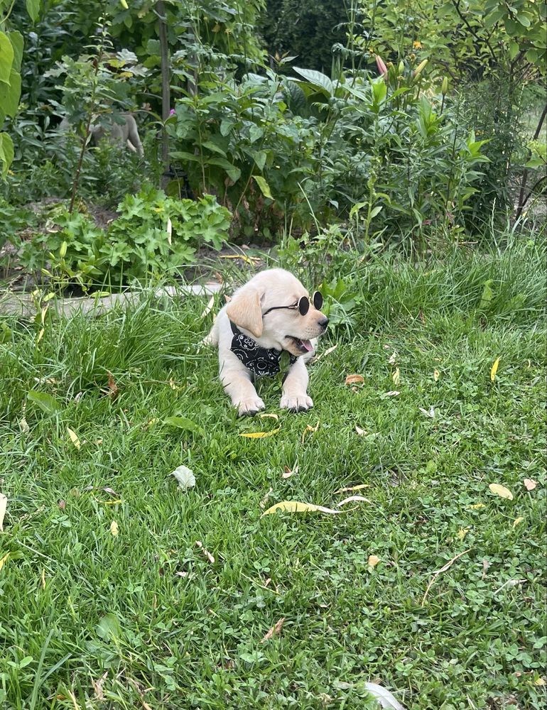 Labrador Retriver