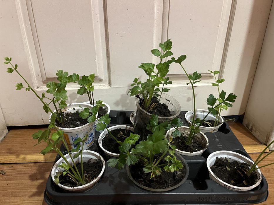 Растение Сельдерей (свежая зелень)