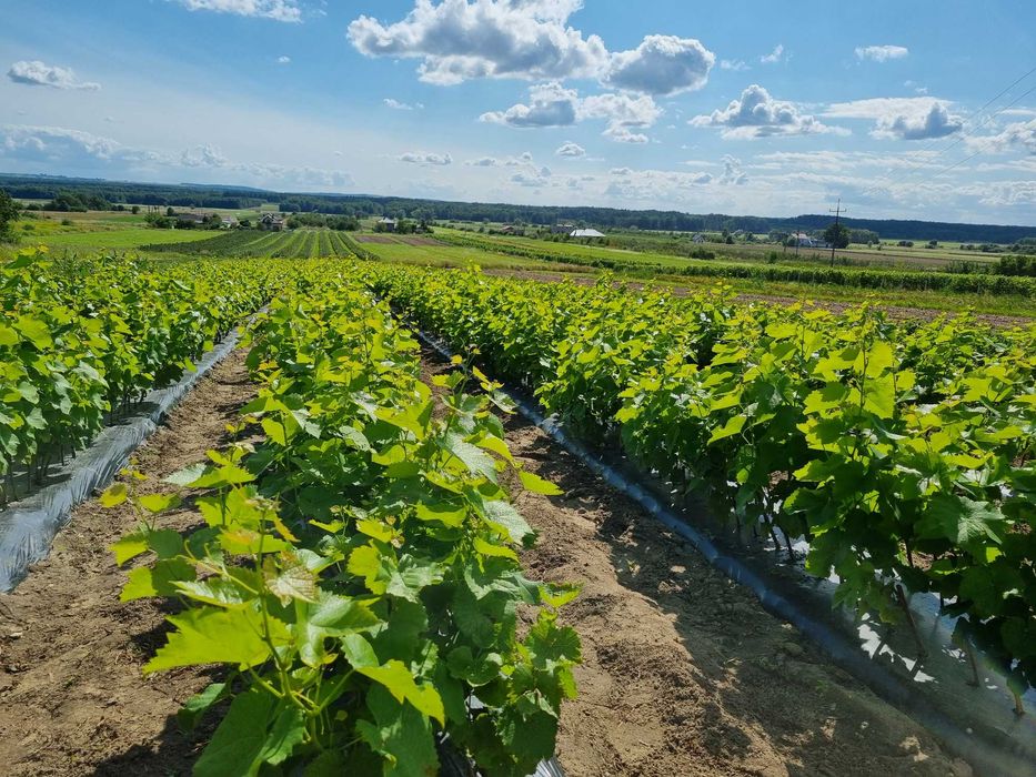 SADZONKI WINOROŚLI Solaris, Hibernal, Johanniter, Leon Millot i inne