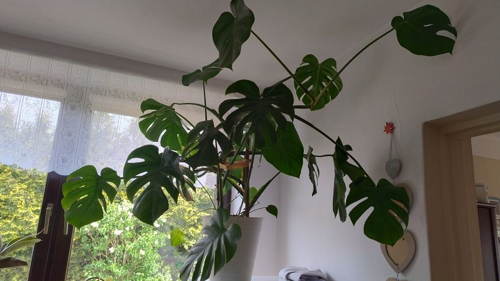 Monstera duża zadbana