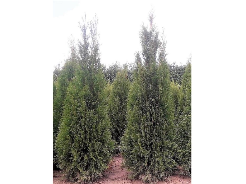 Tuja Szmaragd! Thuja Smaragd 100,120,140,150 cm! Dowóz! Tuje,sadzenie!