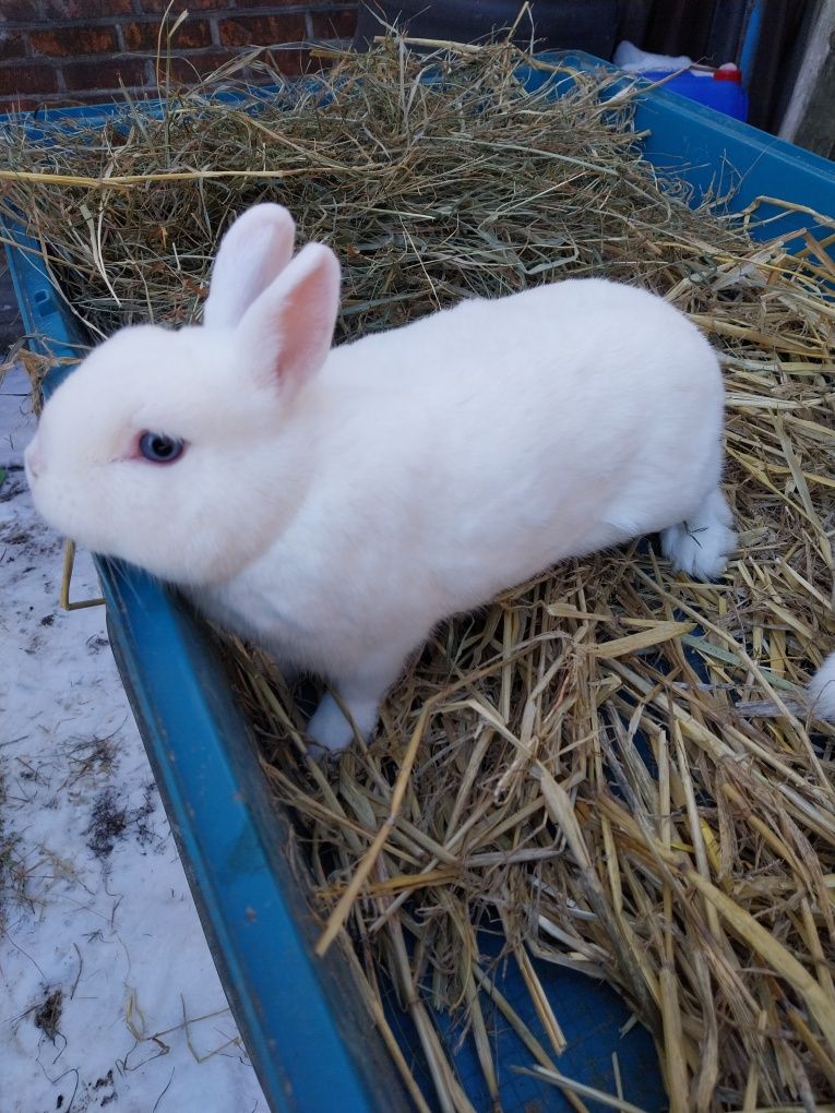Króliki hermelinki niebieskookie