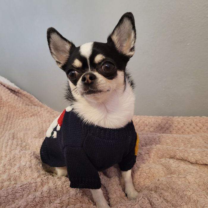 Sweter świąteczny dla małego psa ROZMIAR S bałwanek i choinka