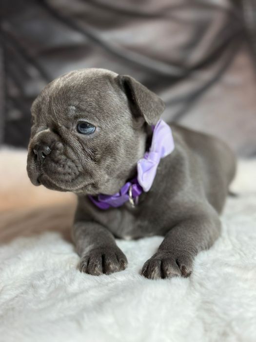 Buldog Francuski sunia