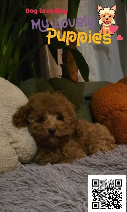 Maltipoo śliczny uroczy chłopiec