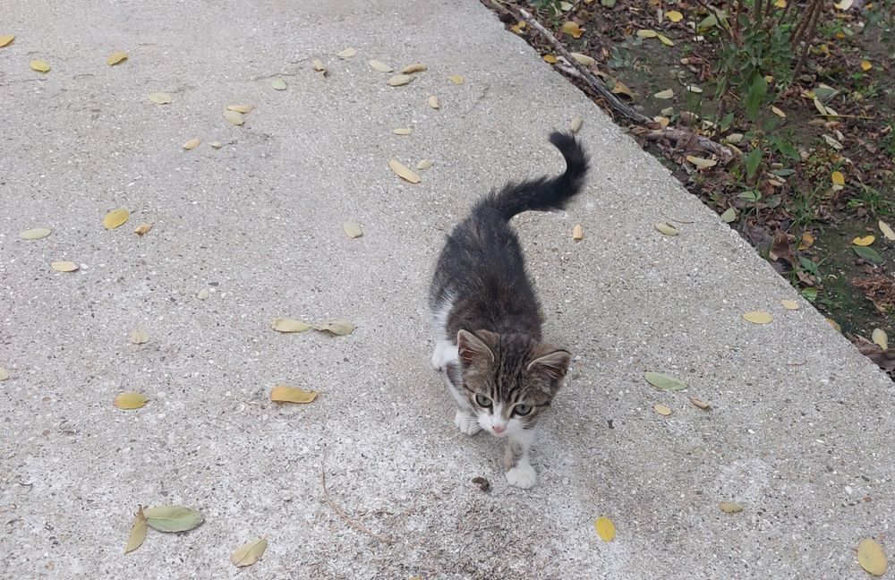 Котик и кошечки в хорошие руки