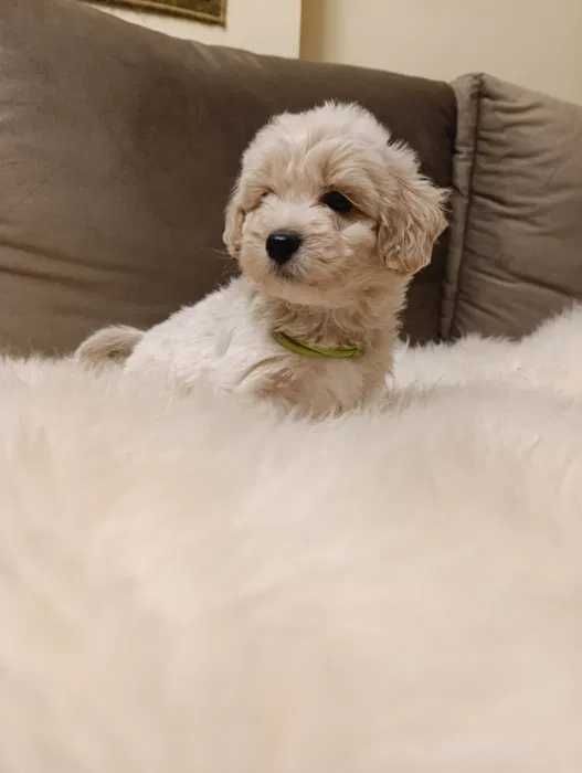 Poodle branco disponível