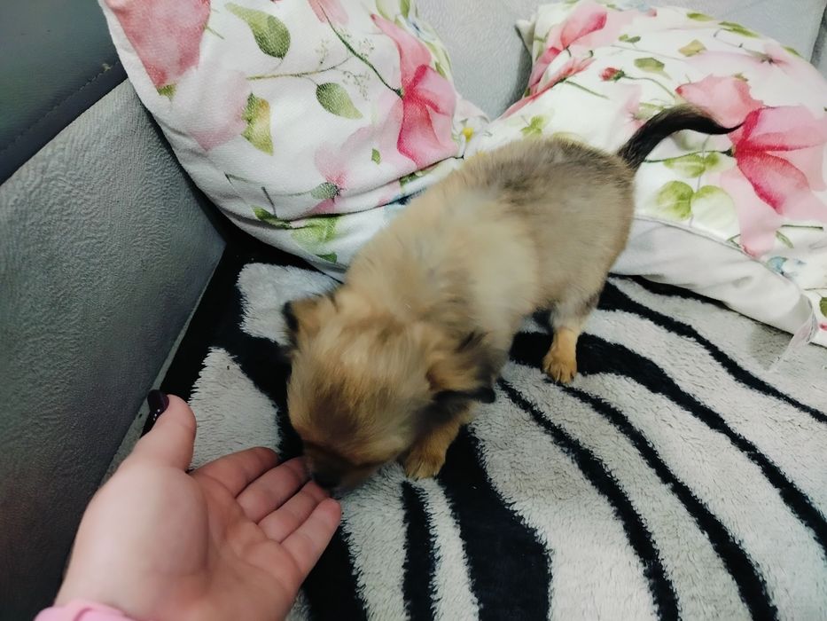 Chihuahua piesek/rezerwacja