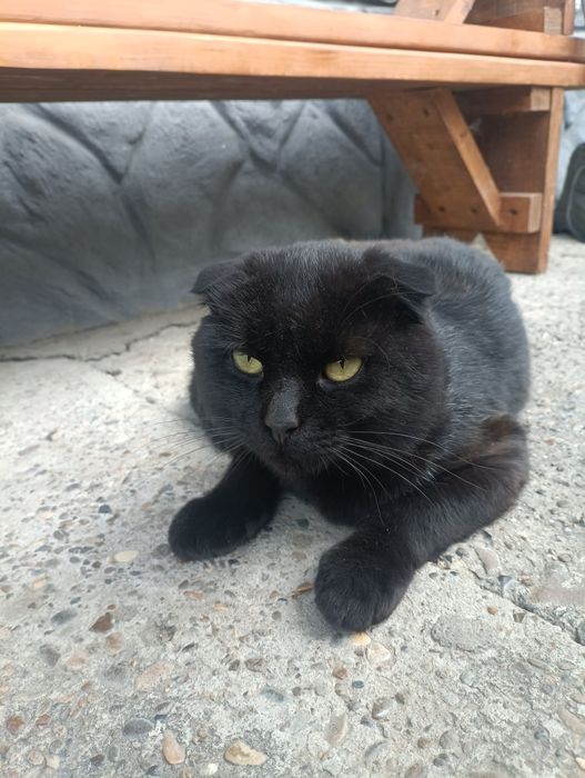 Котята, чорні, сірі. Британські, висловухі