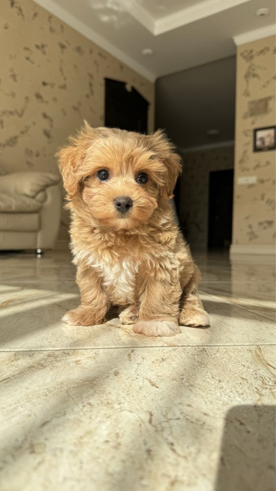 TOP maltipoo f-1