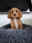 Cavapoo red piesek
