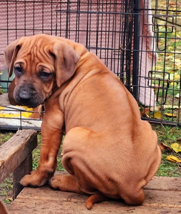 Rhodesian Ridgeback-urocza suczka
