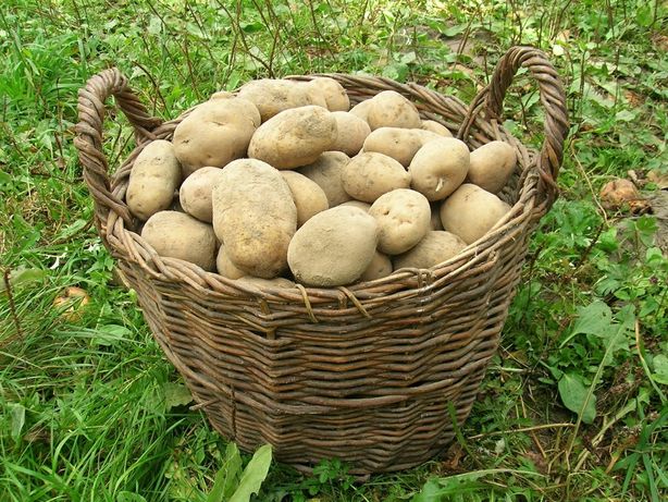 Домашня картопля