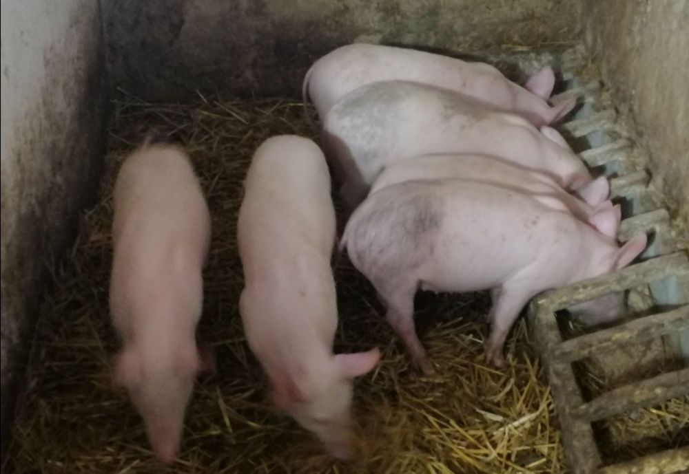 Продам поросята породи ландрас   30+кг ціна договірна!!!