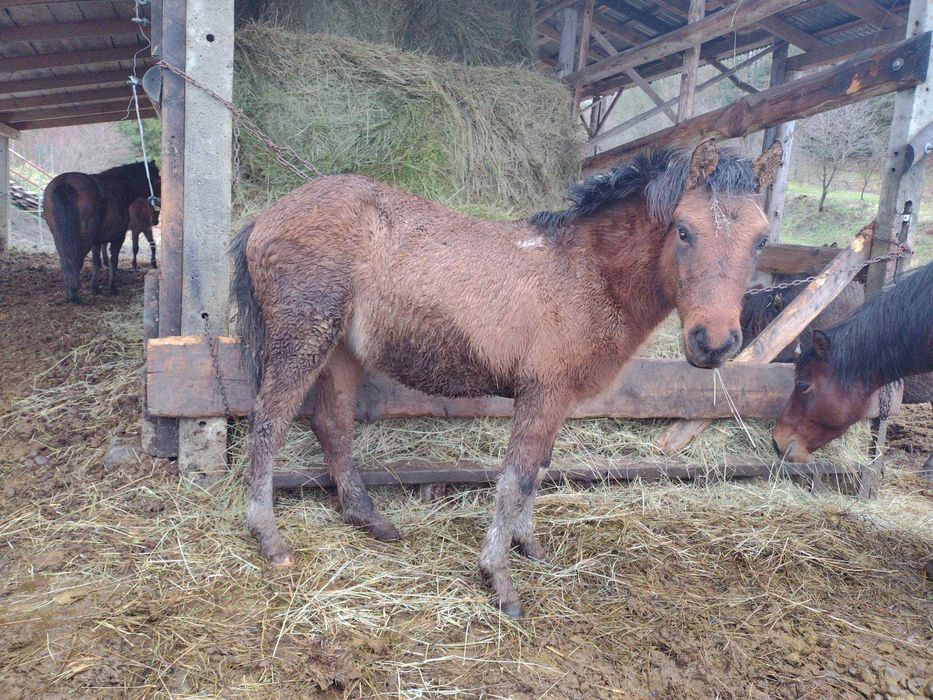 Hucuł, roczna gniadosrokata klaczka huculska