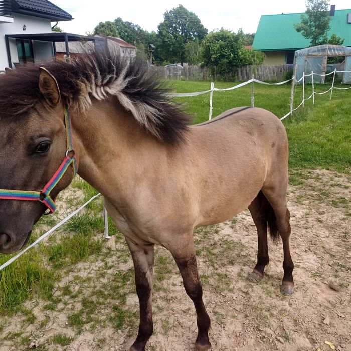 Sprzedam ogierka konika Polskiego