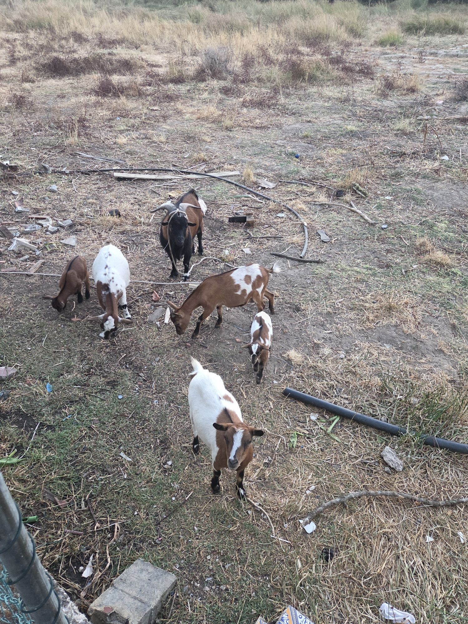 3 cabras anã 1 macho 2 filhotes