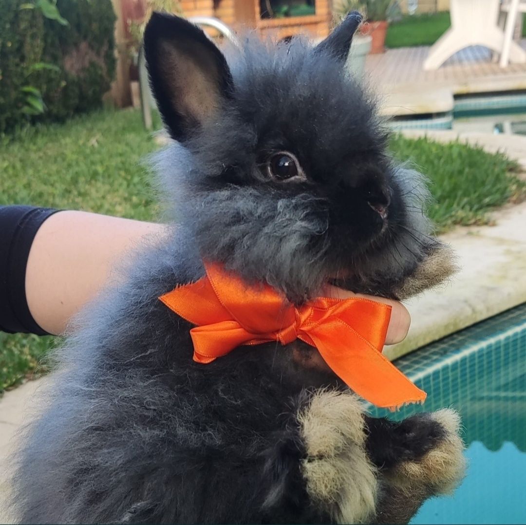 Coelhos Anões de raça Mini Angorá Inglês