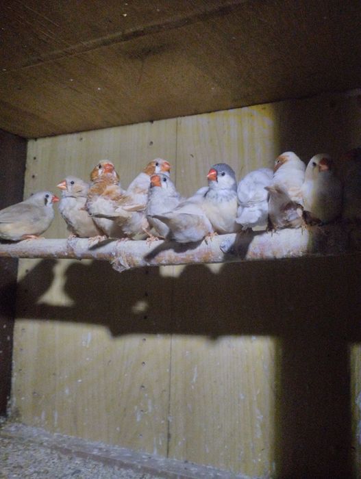 Papugi faliste i zeberki rudopiersne