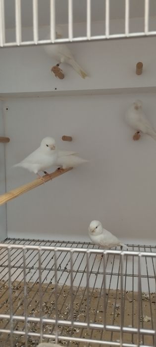 Canários branco recessivos