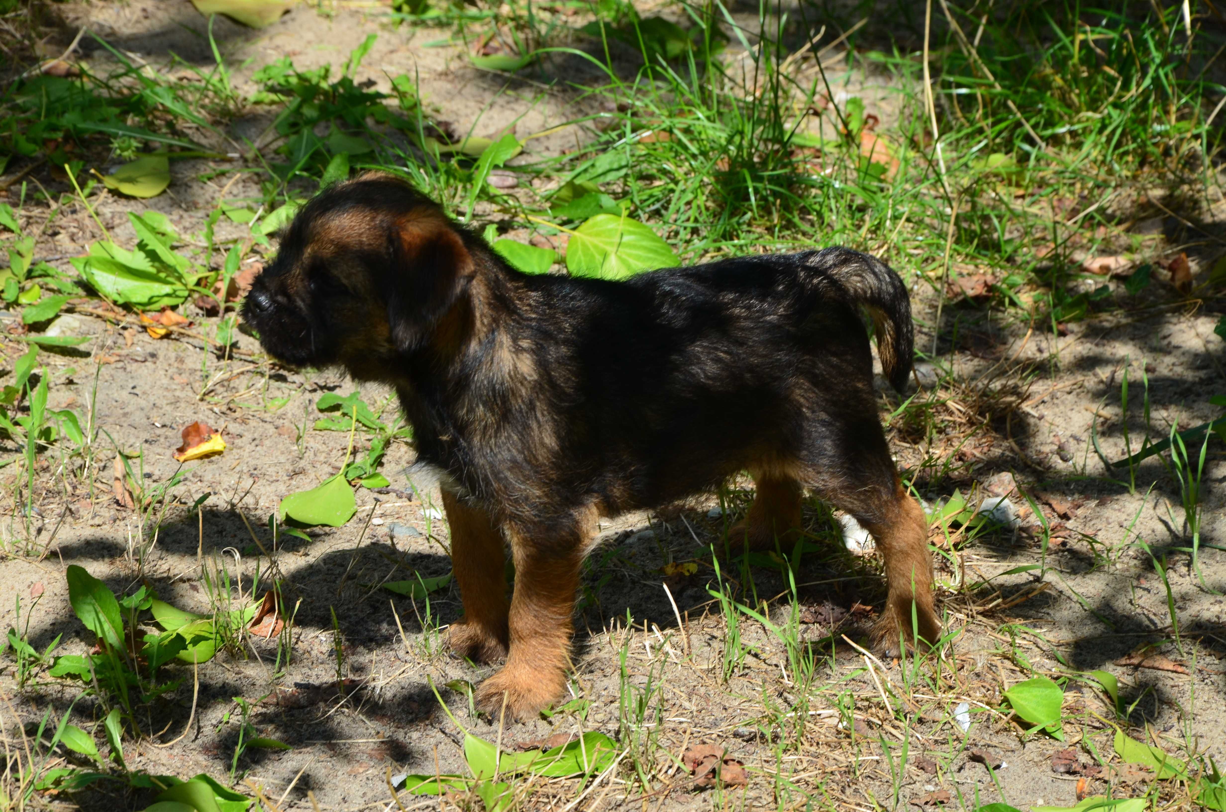 Border Terrier szczenię ZKwP, FCI rezerwacja, lipiec 2025