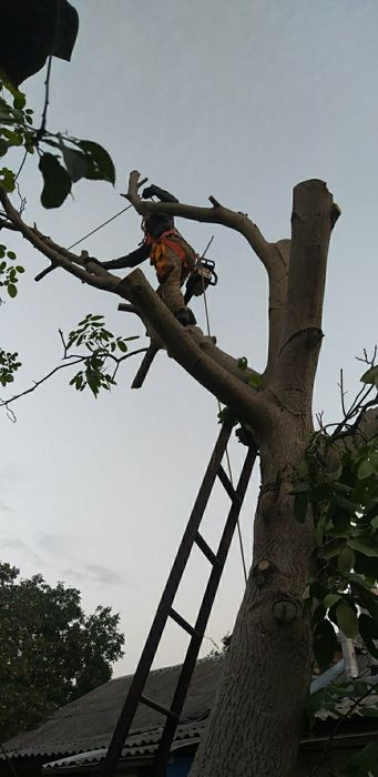 Спил дерев. Не дорого, якісно та швидко