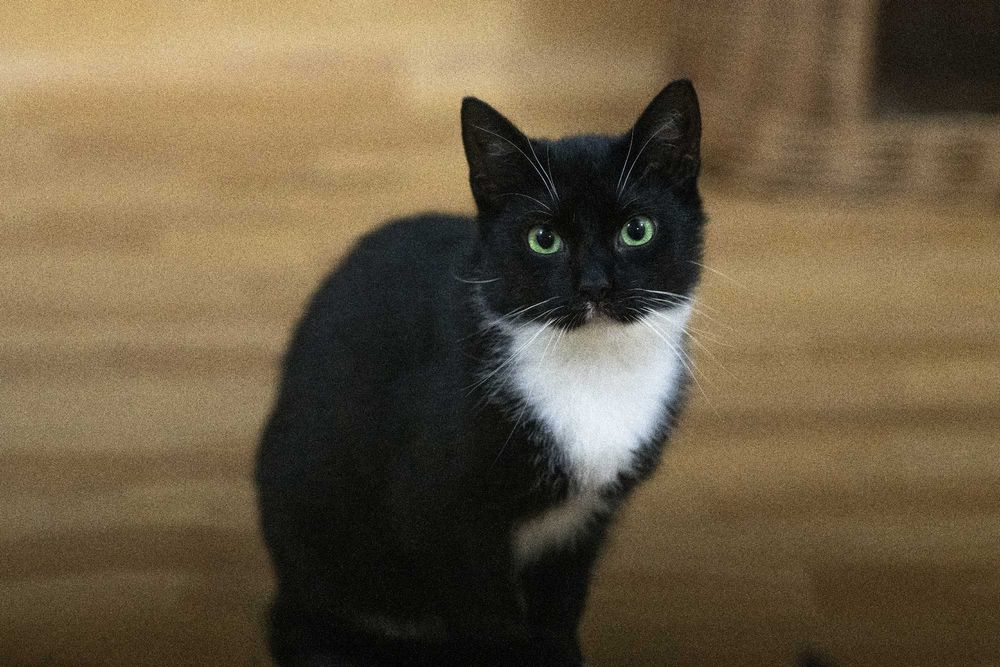 MIA szuka spokojnego domu