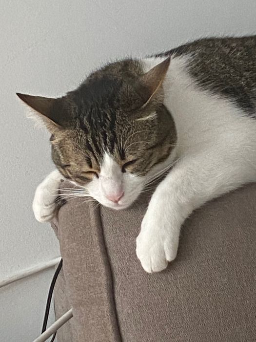 Gata doce com 5 anos.