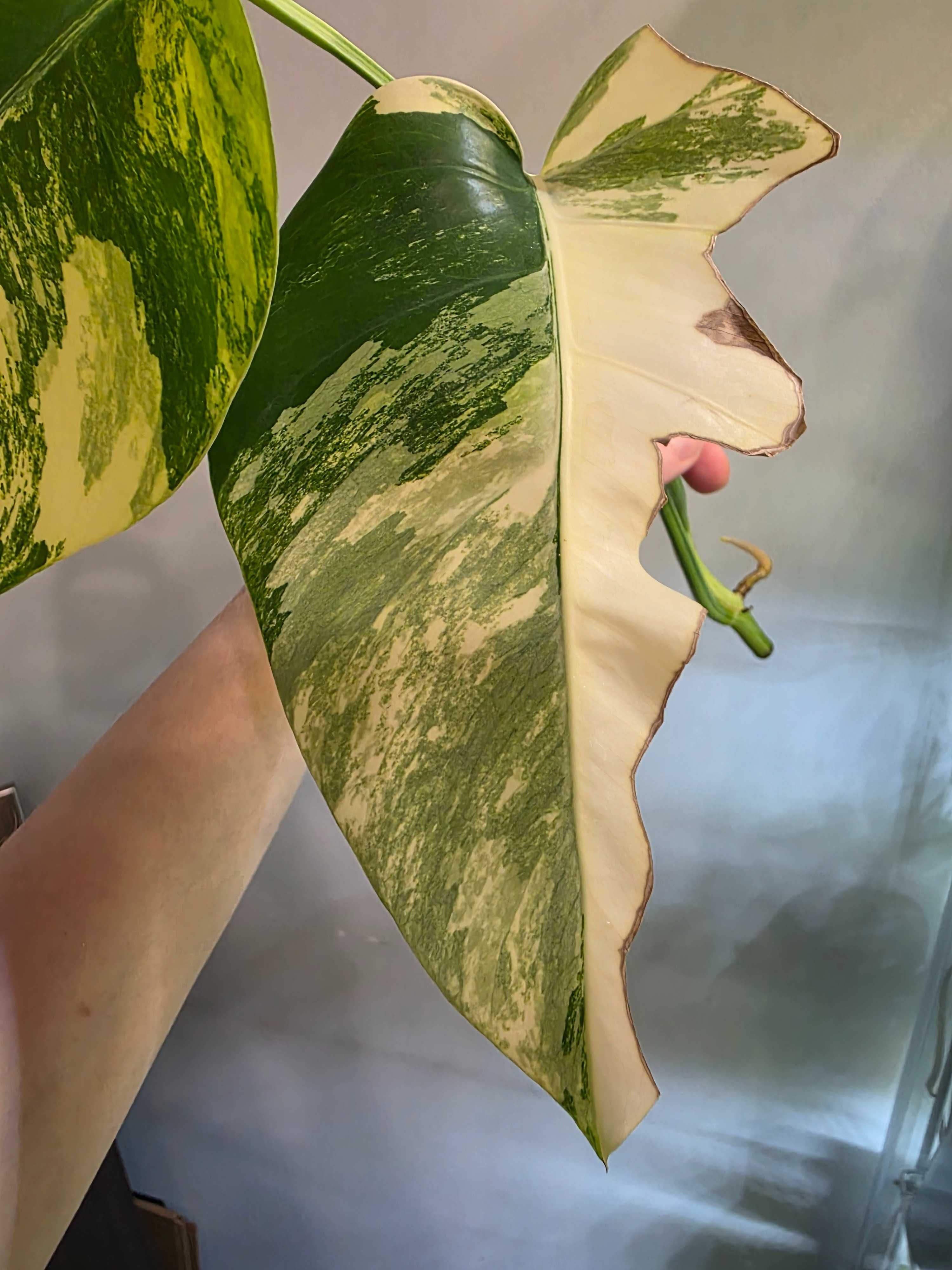 Monstera Marmorata