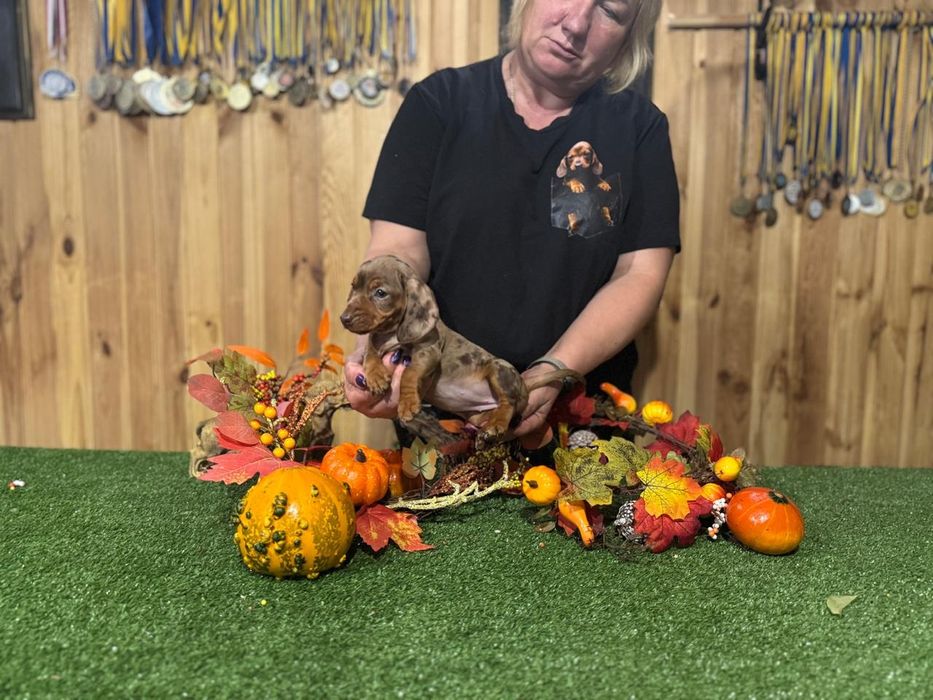 Jamnik króliczy suczka FCI