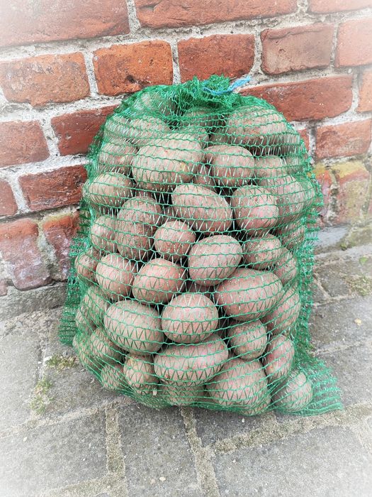 Ziemniaki Lili (Lilly), Red sonia czerwone różowe