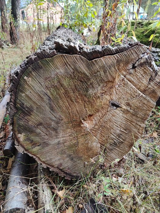 Drewno dąb ścięte, 11 odcinków 2-3m, średnica około 50 cm.