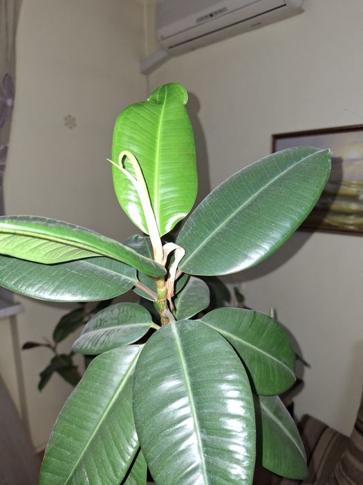 Фикус каучуконосний з горшком