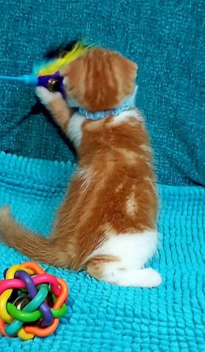 Котенок : "Замурчательный" рыжий котопаренек .