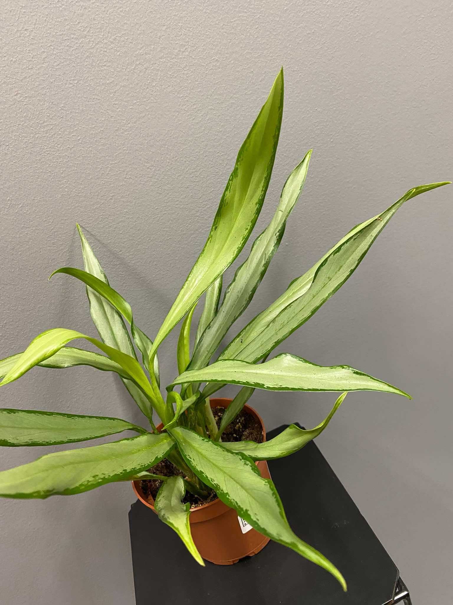Aglaonema White Lance