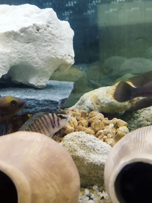 Altolamprologus calvus white tanganika