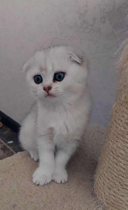 Клубні шотландські кошенята