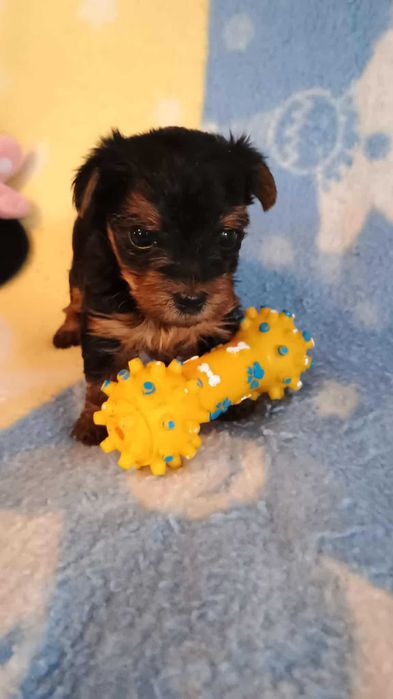 Yorkshire terrier SUCZKA mała Rodowód Chip DO REZERWACJI