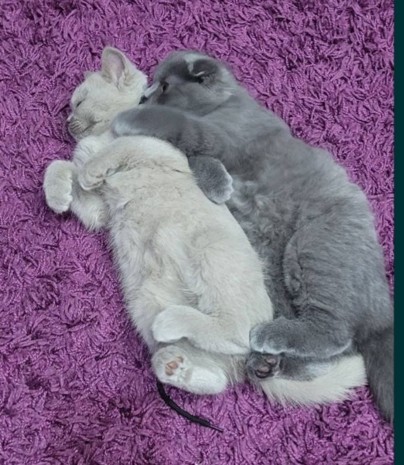 Продам Британских котят  бронь