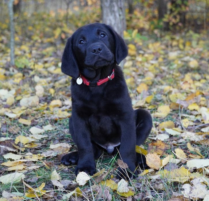 Labrador retriever-   czarny  piesek   ZKwP/FCI - gotowy do odbior