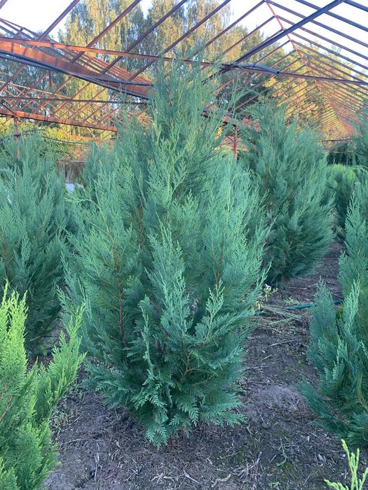 Саджанці : туя , самшит, ялівець, бересклет , Кипарисовик