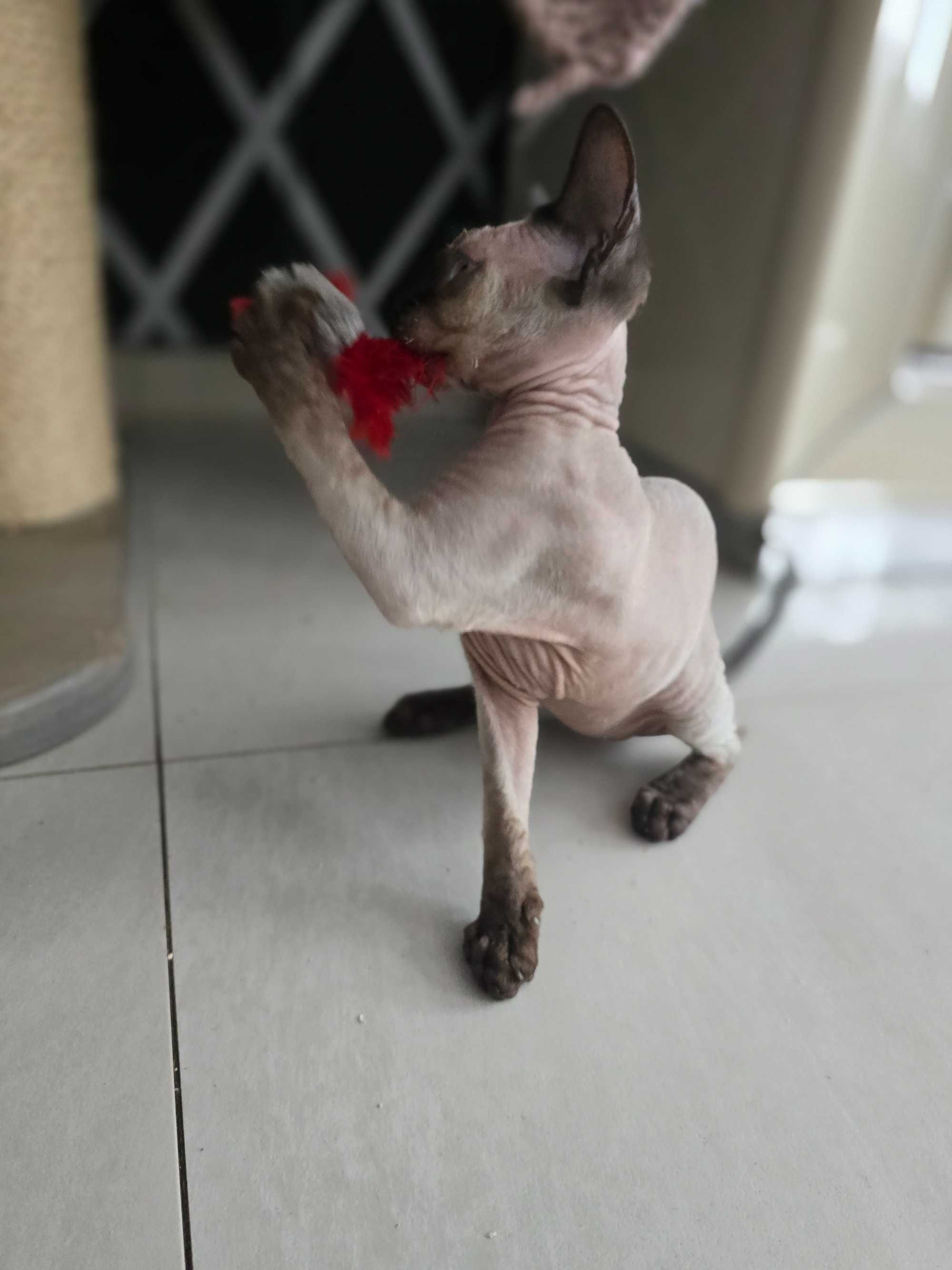 Devon rex z rodowodem FPL