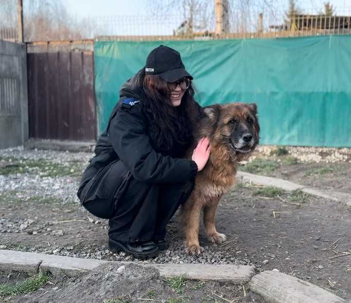 ADZIA - ok 13 letnia suczka w typie owczarka niemieckiego