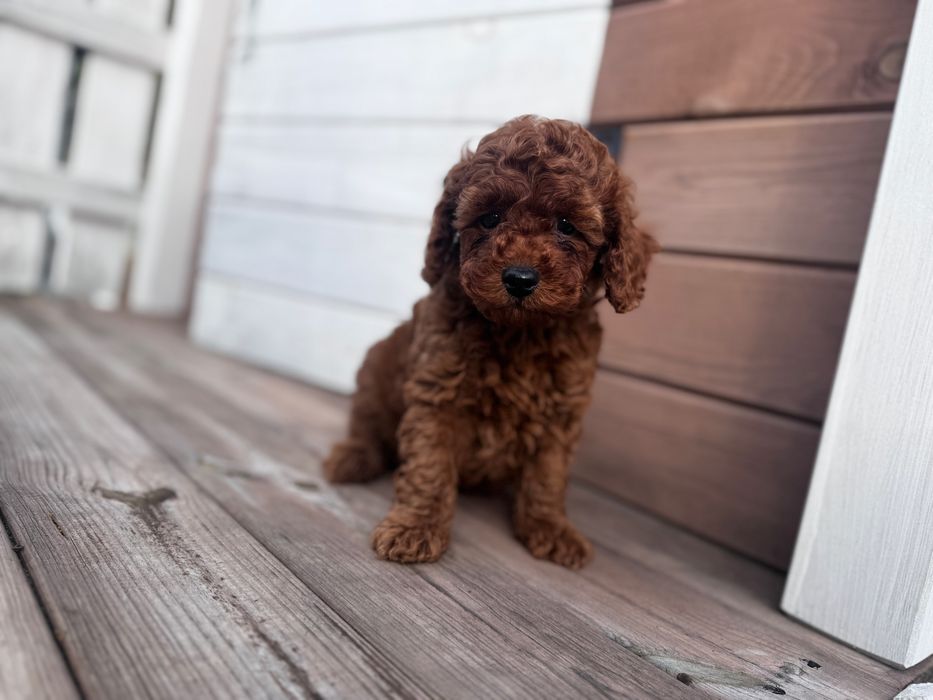 Pudel Toy - piesek Red ;)