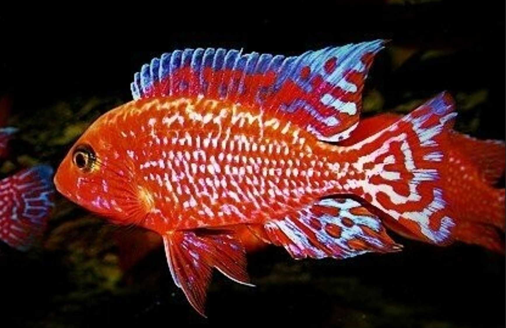 Aulonocara Fire Fish - SAMCE XXL - 10CM - Pyszczaki - dowóz, wysyłka