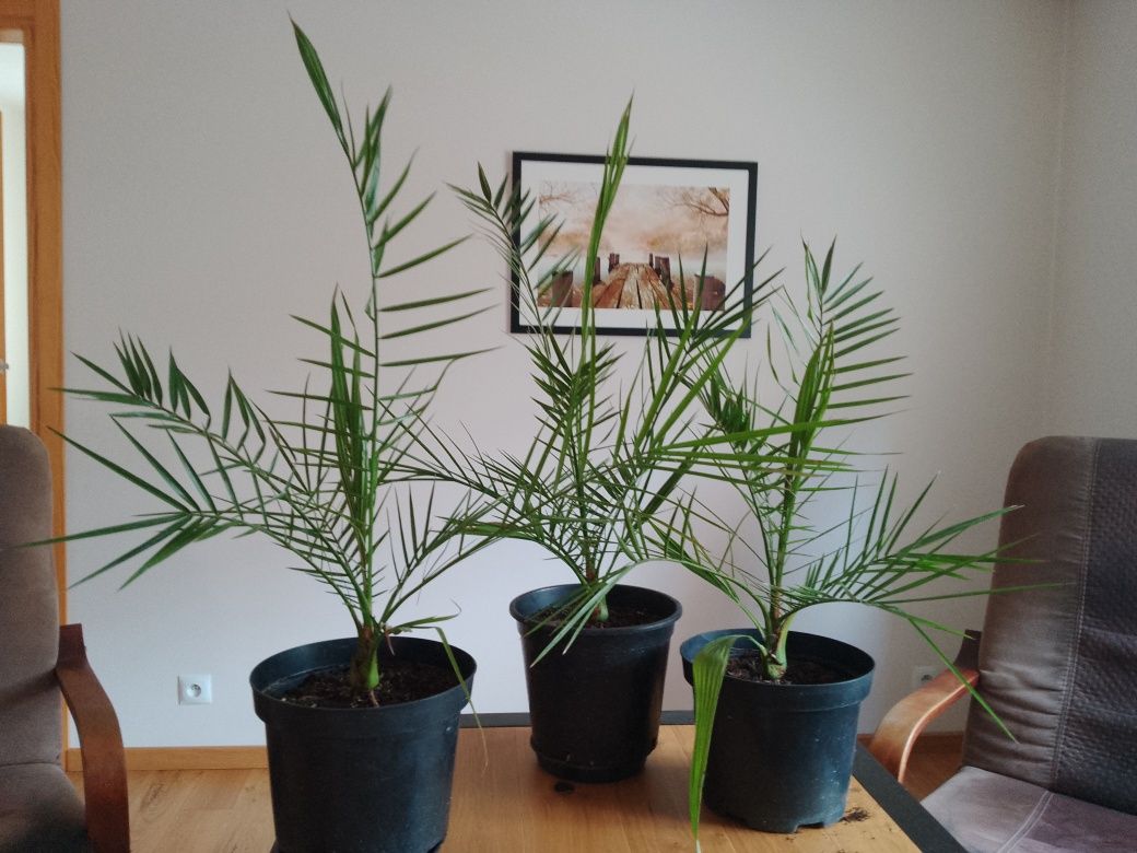 Palma daktylowa kanaryjska  na taras, balkon czy do ogrodu
