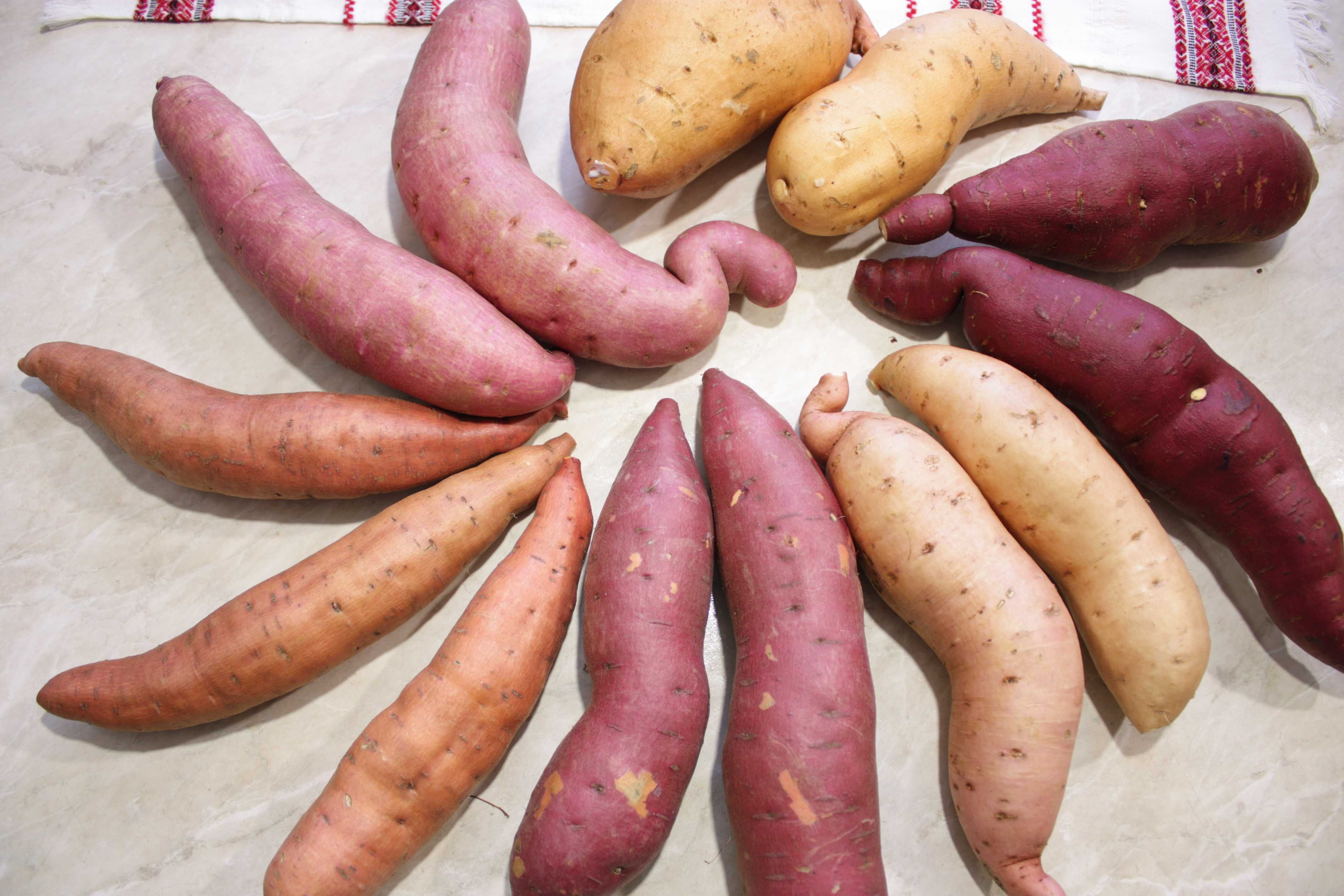 Батат Топинамбур ОБМІН на домашні Натуральні ЕКО продукти