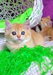 Супер малышечка) Ручные и ласковые котята золотая шиншилла.